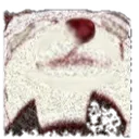 lapp_sniff