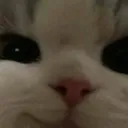 CatSmirk
