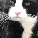 CatBlep