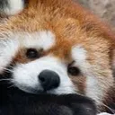 8911redpandatired Discord Emoji