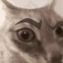a_catsus