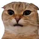 Lou_What