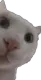 trCatPeak Discord Emoji