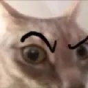 sus