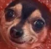 soupdog