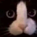 LcoGatoPene Discord emoji
