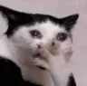DGcatOMG