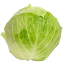 lettuce