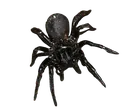 FunnelWebFromAustralia