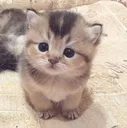 LH_cat