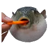 puff_fish