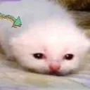 sadcat sadcat