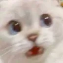 scaredcat