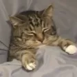 SleepCat