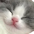 HappyCat