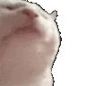 CatJam