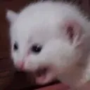screm