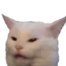 cat_what