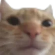 pavelo2Bruhcat Discord Emoji