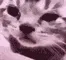 catcry