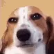 smirkdog