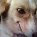 dogsmirk