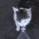 cat_water