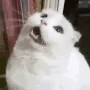 Catgasp