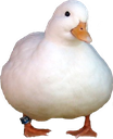 MHSC_Ducc Discord emoji