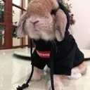 bunnydrip