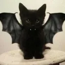vampcat