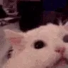 Aaaarrrrghhhhh