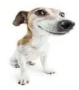 thisdog thisdog