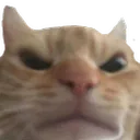 CatAngry CatAngry