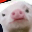 Pig_rocksus Pig_rocksus