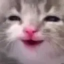 8catsmile