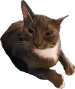 meow Discord Emoji