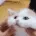 catrub