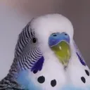 budgie_hello