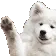 doggowave