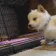 doggoboop