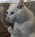 cat Discord Emoji
