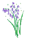 aestheticpurpleflower