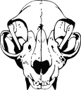 raccskull