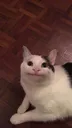 cat2 Discord Emoji