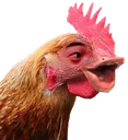 COCKPOG