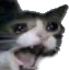 catscream
