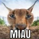miau