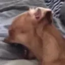 cat_heartbroke cat_heartbroke