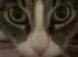 catface catface